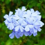 Jazmín azul: guías para su cuidado y reproducción