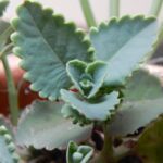 Kalanchoe beharensis: guía esencial para su cuidado y reproducción