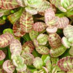 Kalanchoe: beneficios y precauciones a considerar