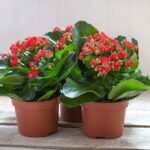 Kalanchoe: cuidados esenciales y beneficios para tu bienestar