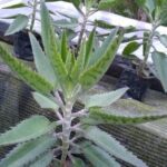 Kalanchoe daigremontiana: guía de cuidados y mantenimiento esenciales
