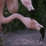 La alimentación fascinante de los flamencos