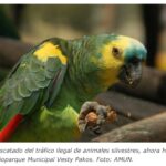 La amenaza crítica que enfrentan los loros actualmente