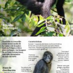 La amenaza de extinción del mono araña en la actualidad
