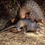 La amenaza de extinción del pangolín: ¿qué podemos hacer?