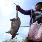 La amenaza del armadillo: causas de su extinción