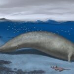 La ballena: un intrigante mamífero marino