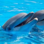 La comunicación fascinante de los delfines en el océano