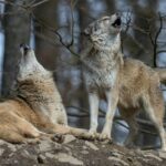 La comunicación fascinante en el reino animal