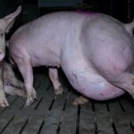 La crueldad detrás de la explotación animal