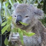 La dieta ideal de los koalas