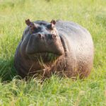 La dieta sorprendente de los hipopótamos