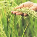La esencia de la agricultura orgánica y su importancia