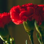 La flor nacional de España: un símbolo significativo