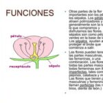 La función de los pétalos en las flores
