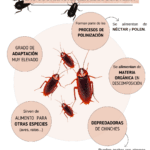 La importancia de las cucarachas en el ecosistema
