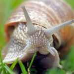 La longevidad del caracol: ¿Cuánto tiempo vive?