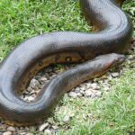La mayor serpiente del planeta: un gigante fascinante
