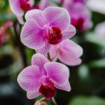 La orquídea: significados de la flor nacional de Colombia