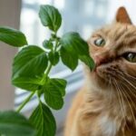 La planta ideal para mantener a los gatos alejados del jardín