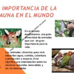La relevancia de conservar flora y fauna en el planeta