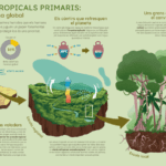 La relevancia de conservar los bosques tropicales