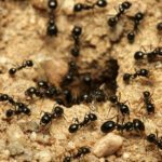 La relevancia de las hormigas en nuestro ecosistema