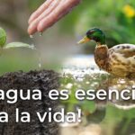 La relevancia del agua en la vida de los seres vivos