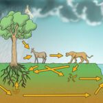 La relevancia del carbono en los organismos vivos