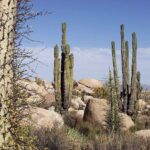 La riqueza de los ecosistemas en Baja California