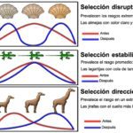 La selección natural: definición y ejemplos ilustrativos
