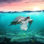 La tortuga laúd enfrenta amenazas para su supervivencia