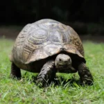 La tortuga: un fascinante reptil de la naturaleza