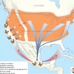 La travesía de la mariposa monarca en su migración