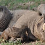 La verdadera naturaleza de Timón y Pumba