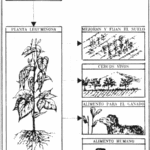 La vida de las plantas y su importancia en el mundo