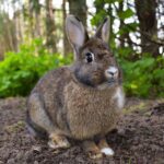 Lagomorfos: características y ejemplos destacados en su clasificación