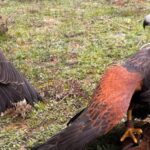 Las Aves Más Fascinantes de España