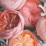 Las flores más exclusivas y valiosas del mundo