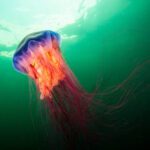 Las medusas más letales del planeta