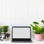 Las mejores plantas para embellecer tu oficina
