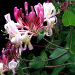 Las mejores plantas trepadoras para embellecer tu hogar
