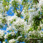 Las plantas con los olores más desagradables del planeta