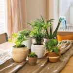 Las plantas de interior más hermosas y decorativas