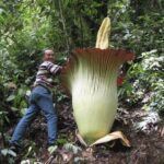 Las plantas más inusuales del mundo y sus nombres