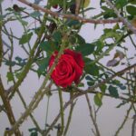 Las razones detrás de las espinas en las rosas