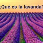 Lavanda: beneficios propiedades y precauciones a considerar