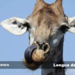 Lengua de las jirafas: tamaño y características del color