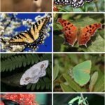 Lepidópteros: definición características y ejemplos destacados