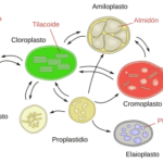 Leucoplastos: funciones y tipos esenciales en las plantas